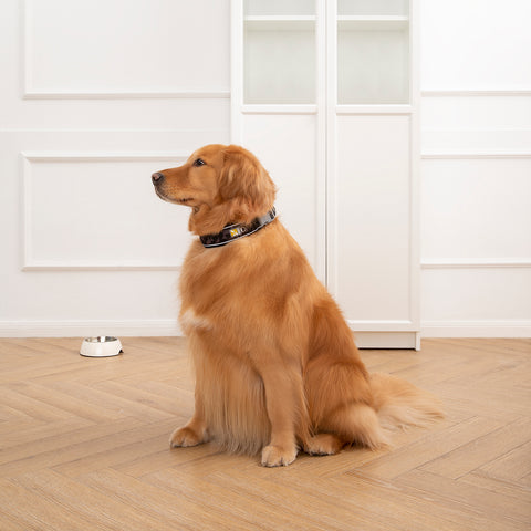 WOOFO Comfort Collar