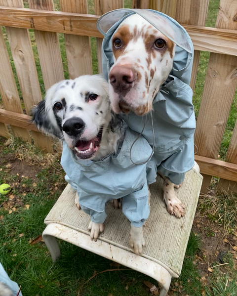 @thechaotic.canines