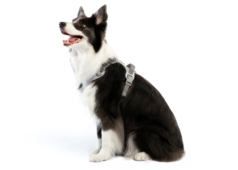 WOOFO Harness | Optimal Walking Essential for Dogs